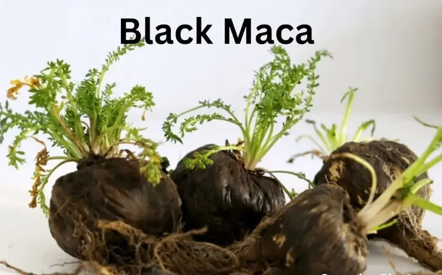 Black maca 10 (1)